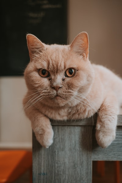 棕色木桌上的白色和棕色猫